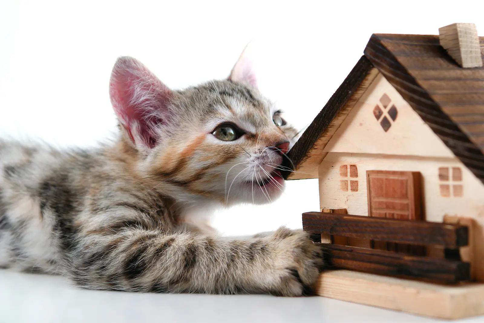 What Does a Pet Deposit Cover? Guide for Miami Landlords